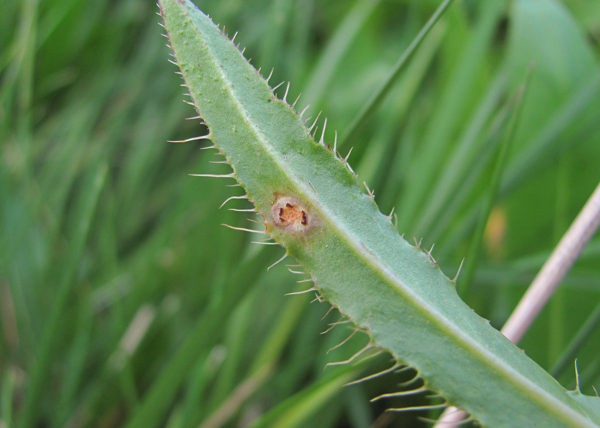 Изображение особи Cirsium simplex.