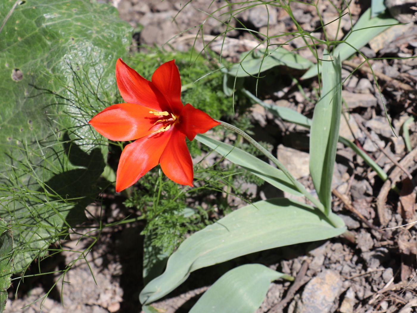 Изображение особи Tulipa butkovii.