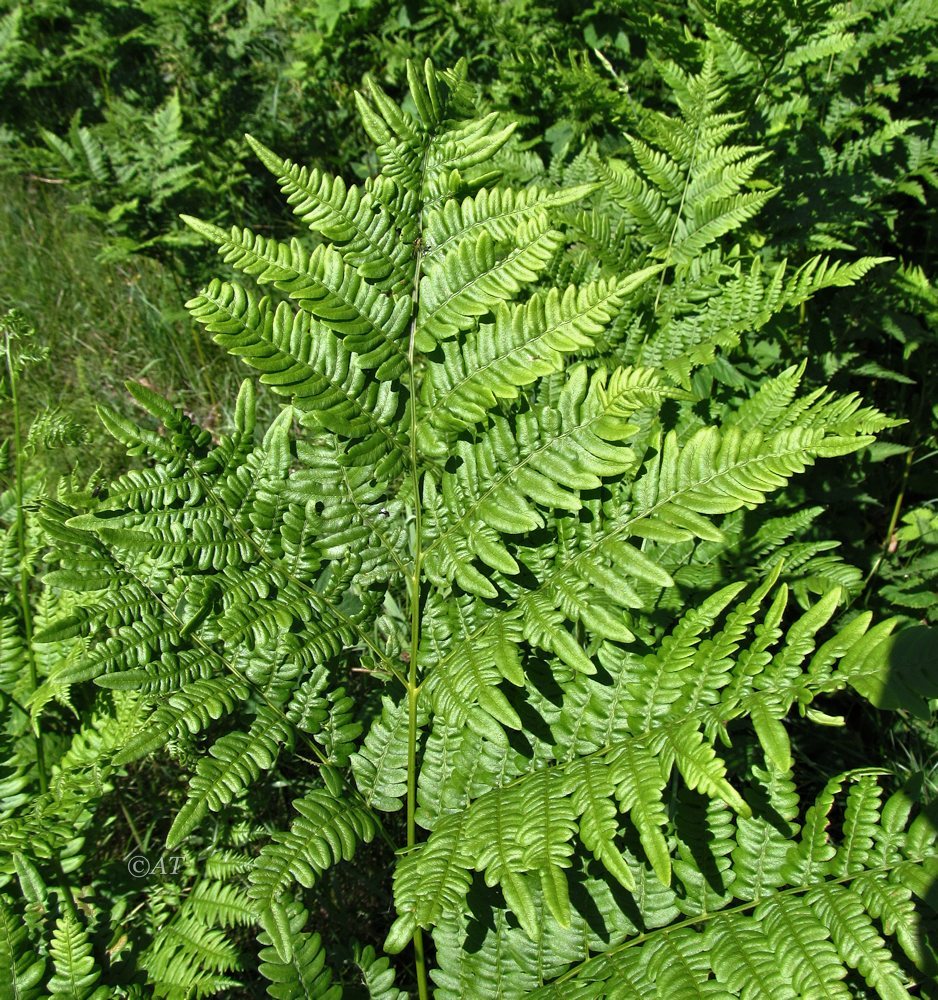 Image of Pteridium pinetorum specimen.