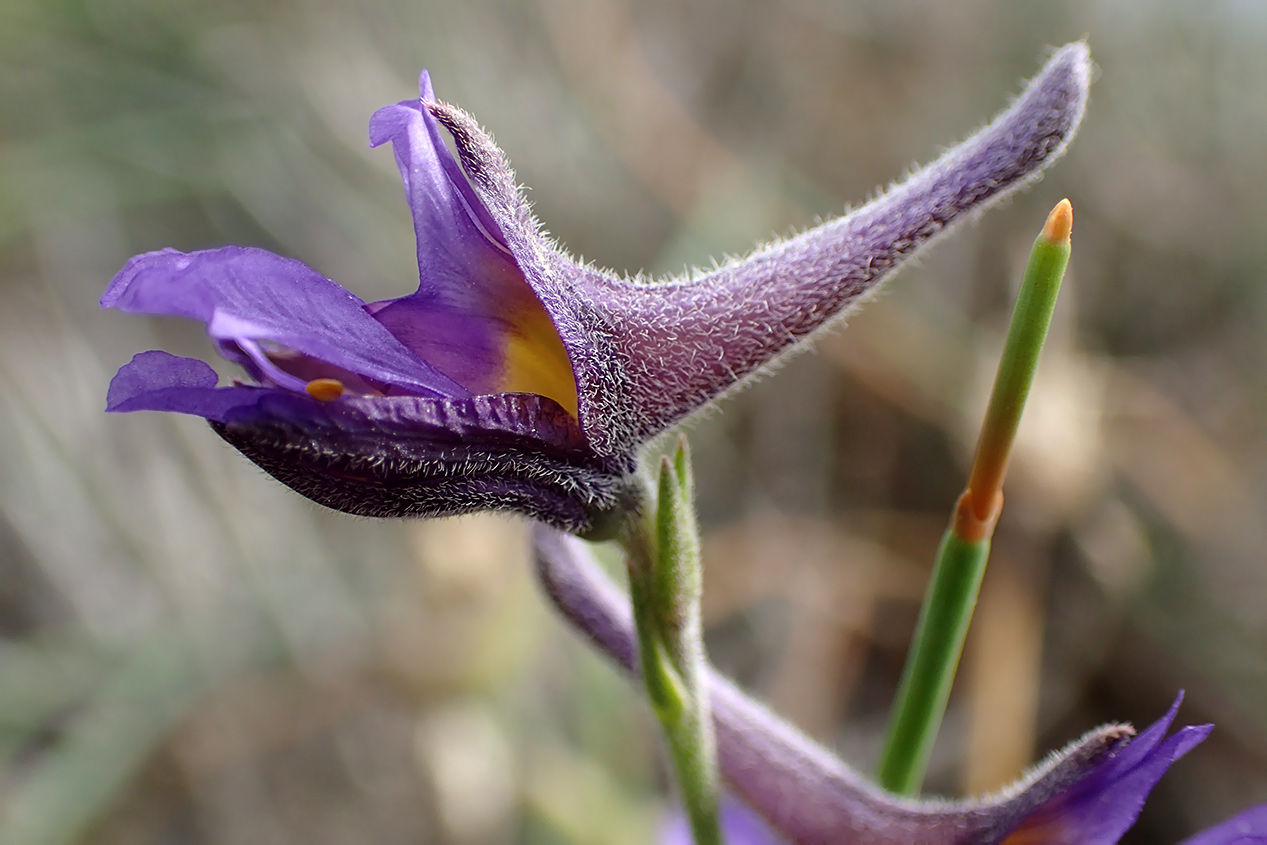 Image of Delphinium peregrinum specimen.