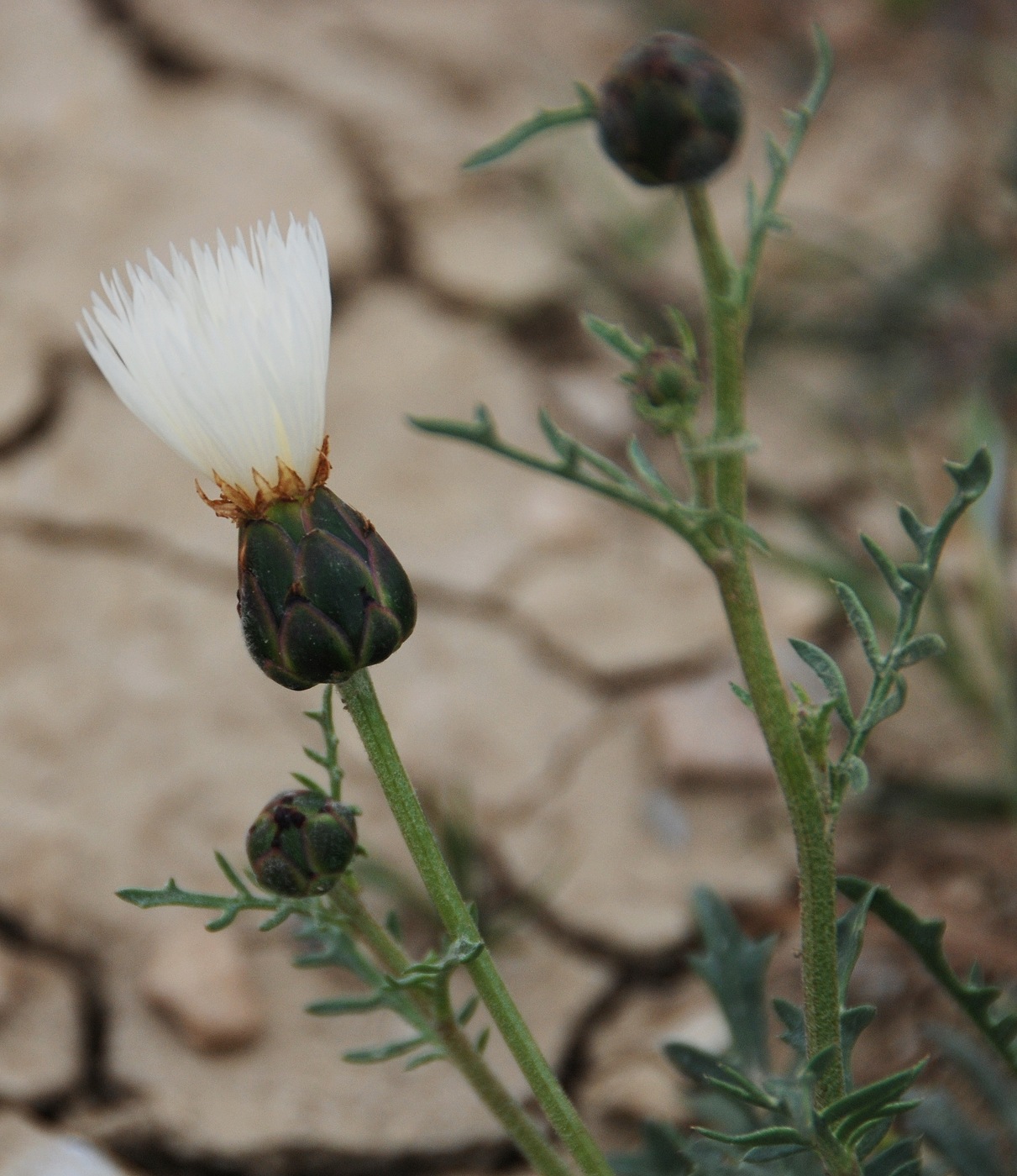 Изображение особи Rhaponticoides razdorskyi.