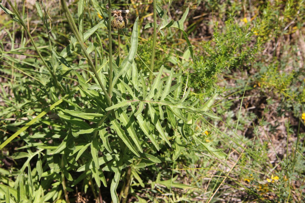 Image of Centaurea scabiosa specimen.