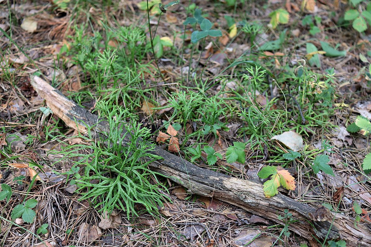 Image of Diphasiastrum complanatum specimen.