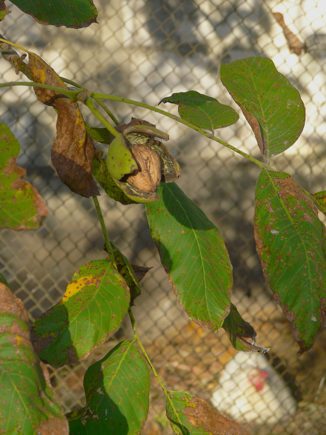 Изображение особи Juglans regia.