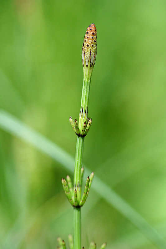 Image of Equisetum palustre specimen.