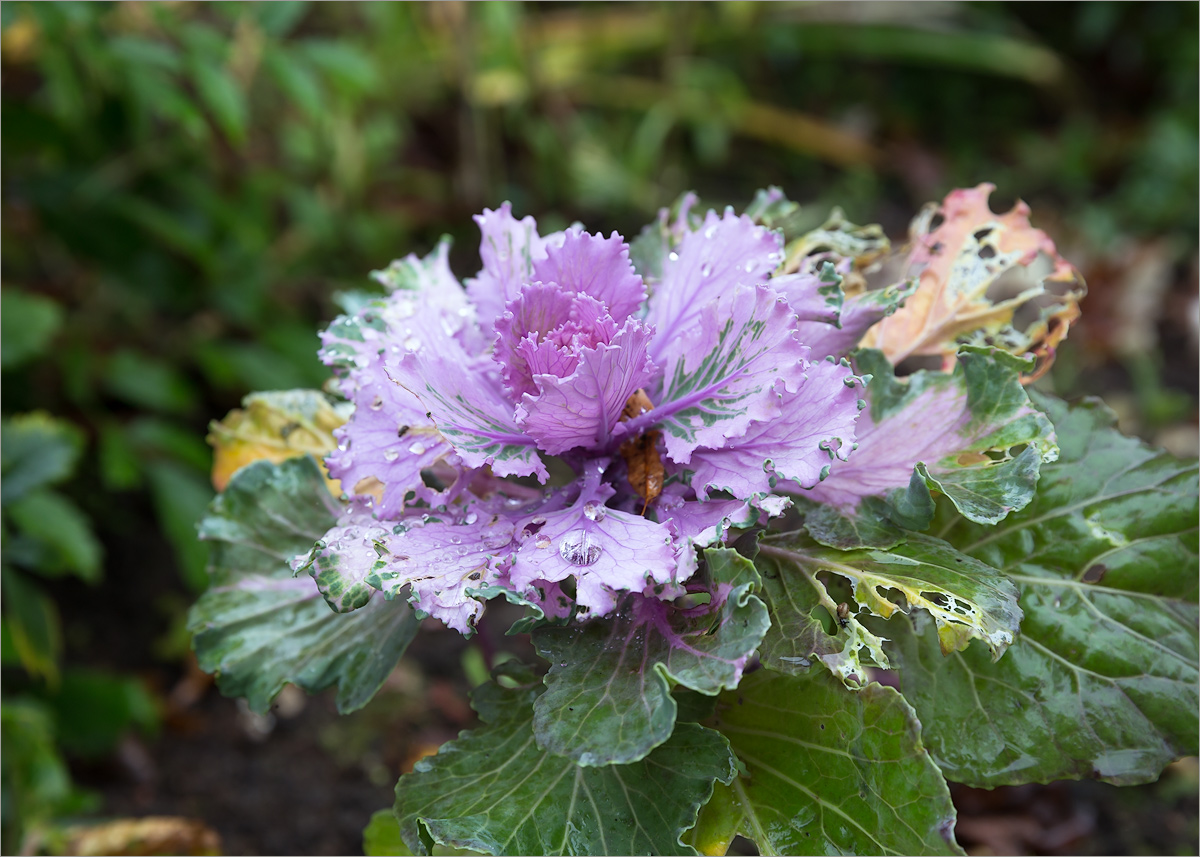 Image of Brassica oleracea var. viridis specimen.