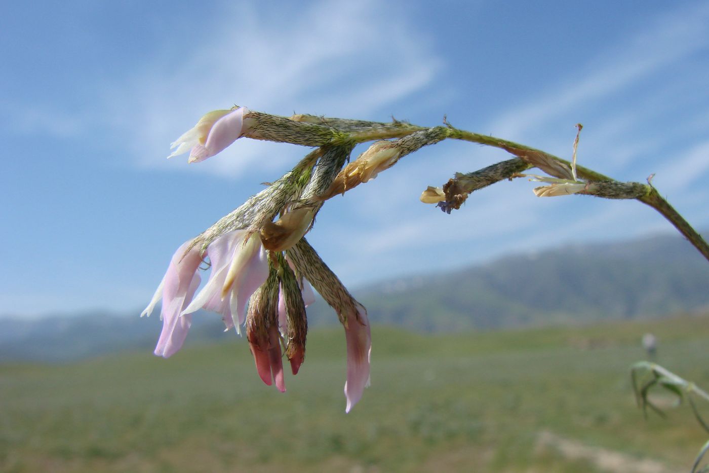 Image of Astragalus sogdianus specimen.