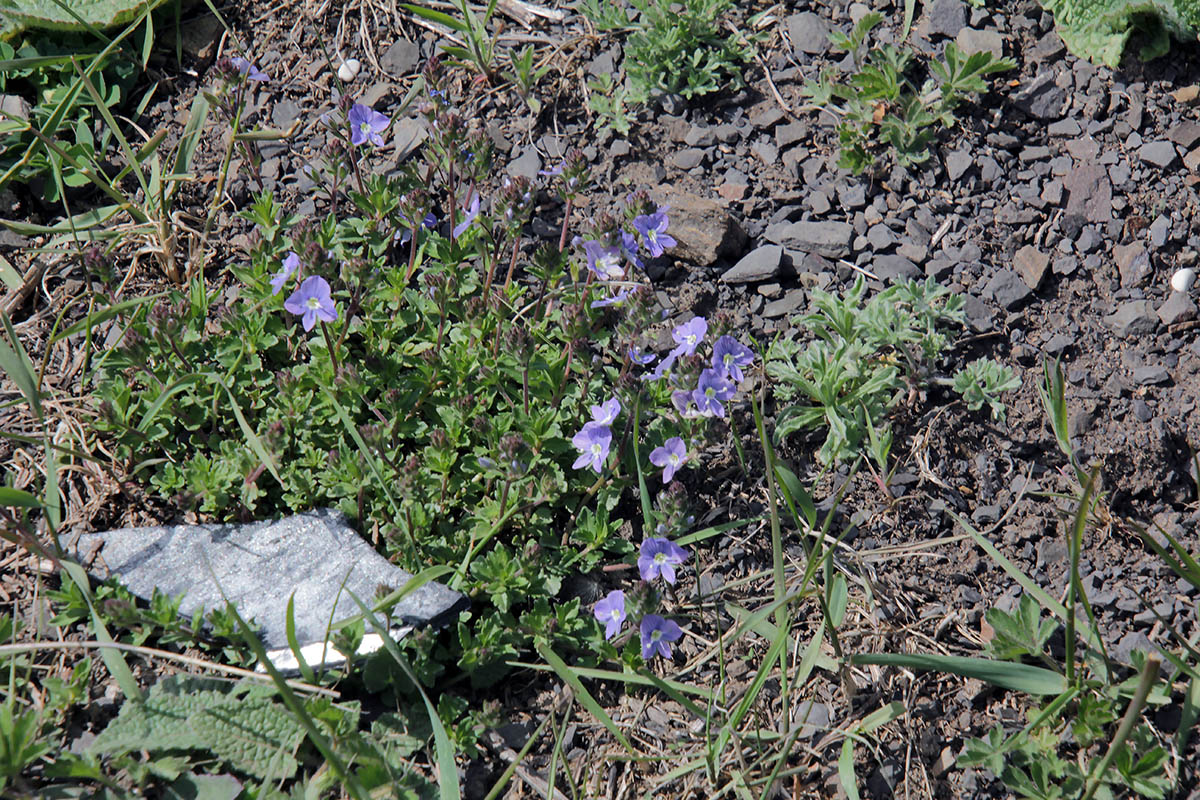 Image of genus Veronica specimen.