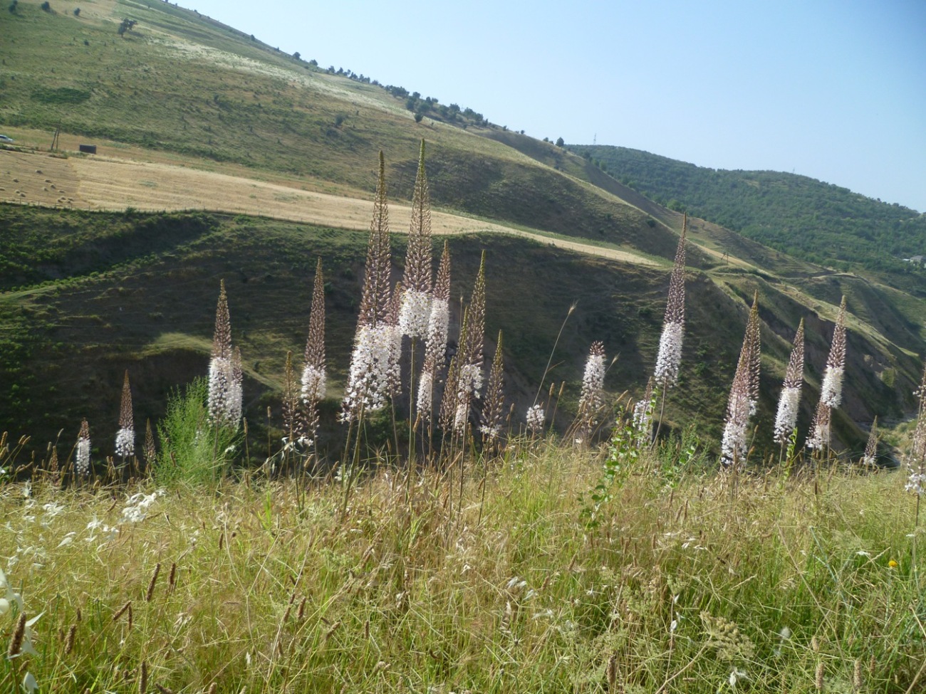 Изображение особи Eremurus olgae.