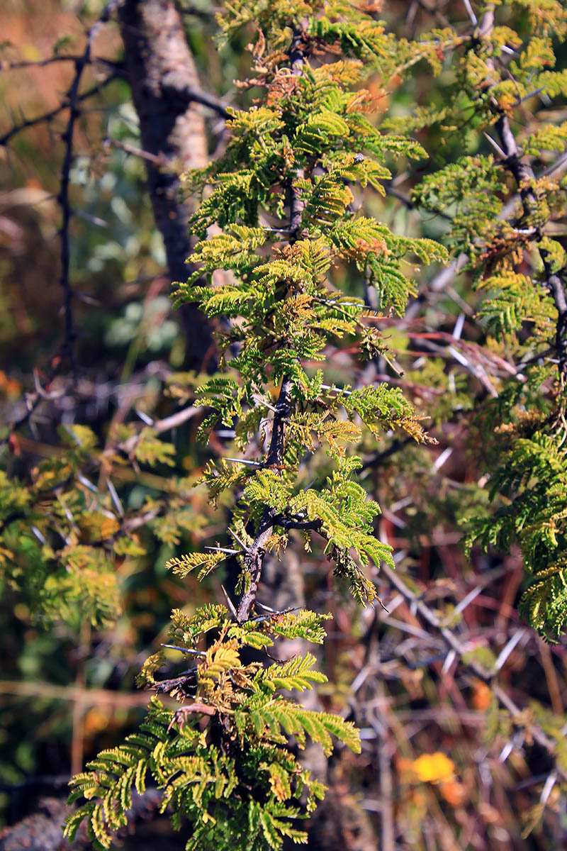 Image of familia Fabaceae specimen.