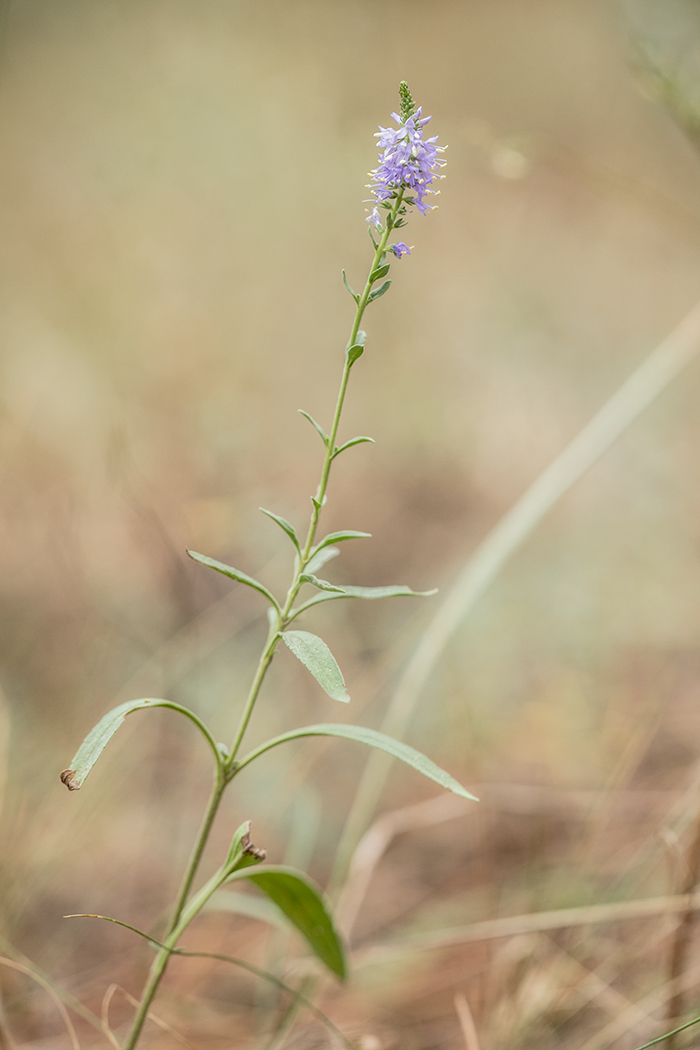 Image of Veronica orchidea specimen.