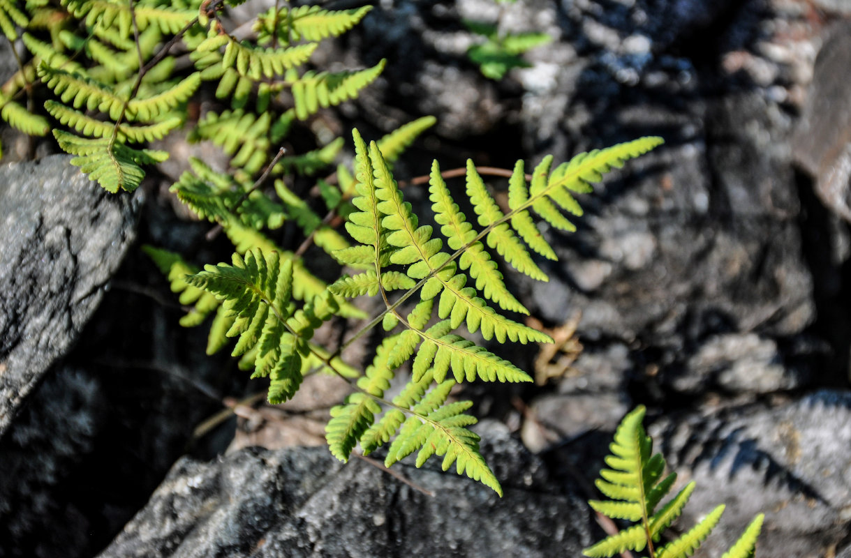 Image of Gymnocarpium dryopteris specimen.