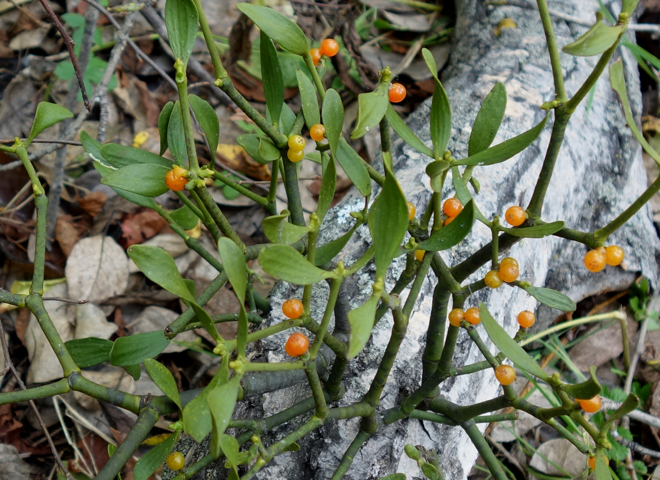 Image of Viscum coloratum specimen.