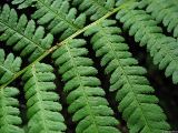 Dryopteris filix-mas