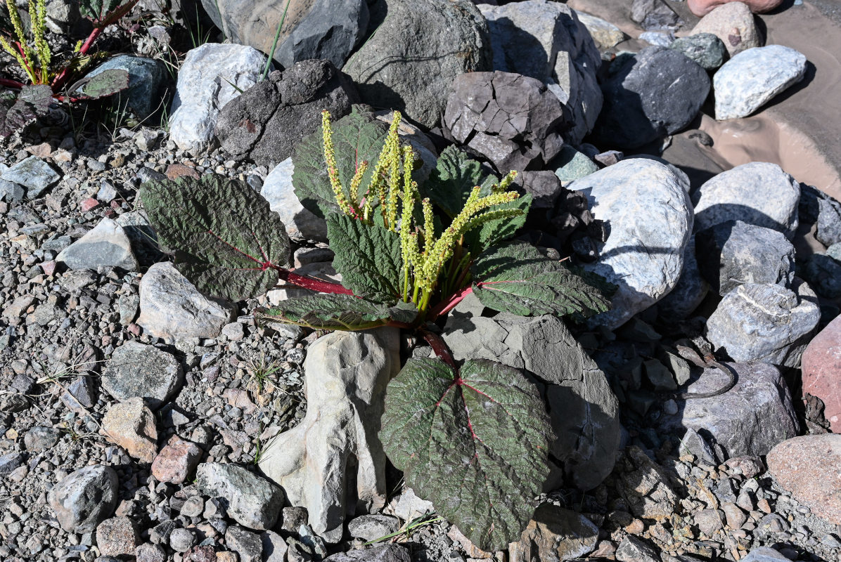 Image of Rheum spiciforme specimen.