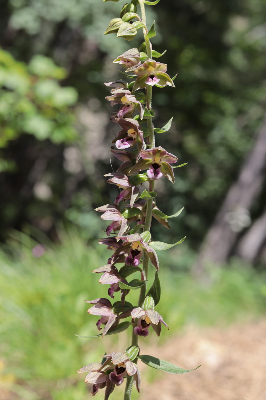 Изображение особи Epipactis helleborine.