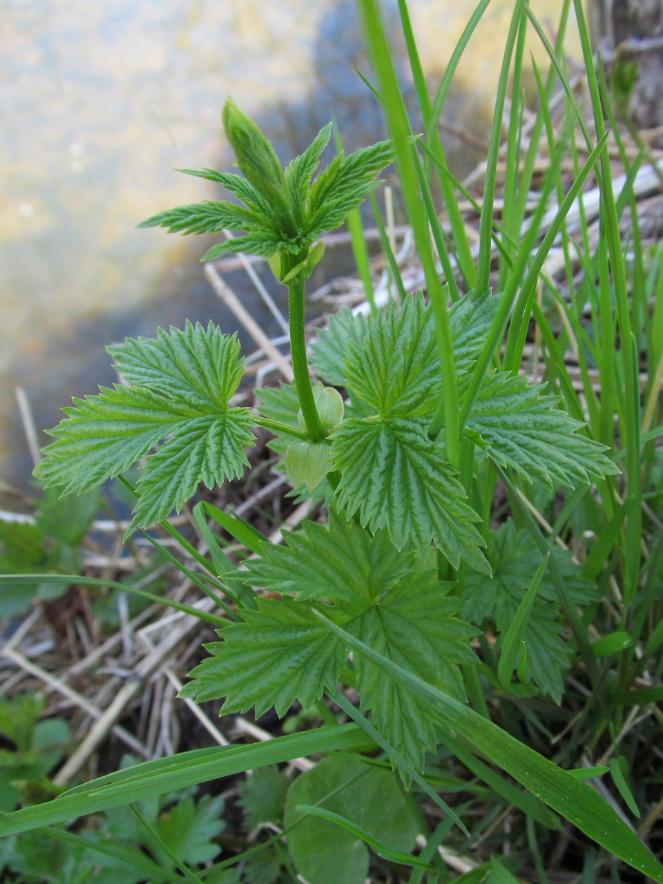 Изображение особи Humulus lupulus.