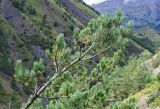 Pinus sylvestris subspecies hamata. Верхушка ветви с раскрывшимися шишками. Ингушетия, Джейрахский р-н, ур. Вовнушки, ≈ 1200 м н.у.м., крутой луговой склон с сосновым редколесьем. 24.07.2022.