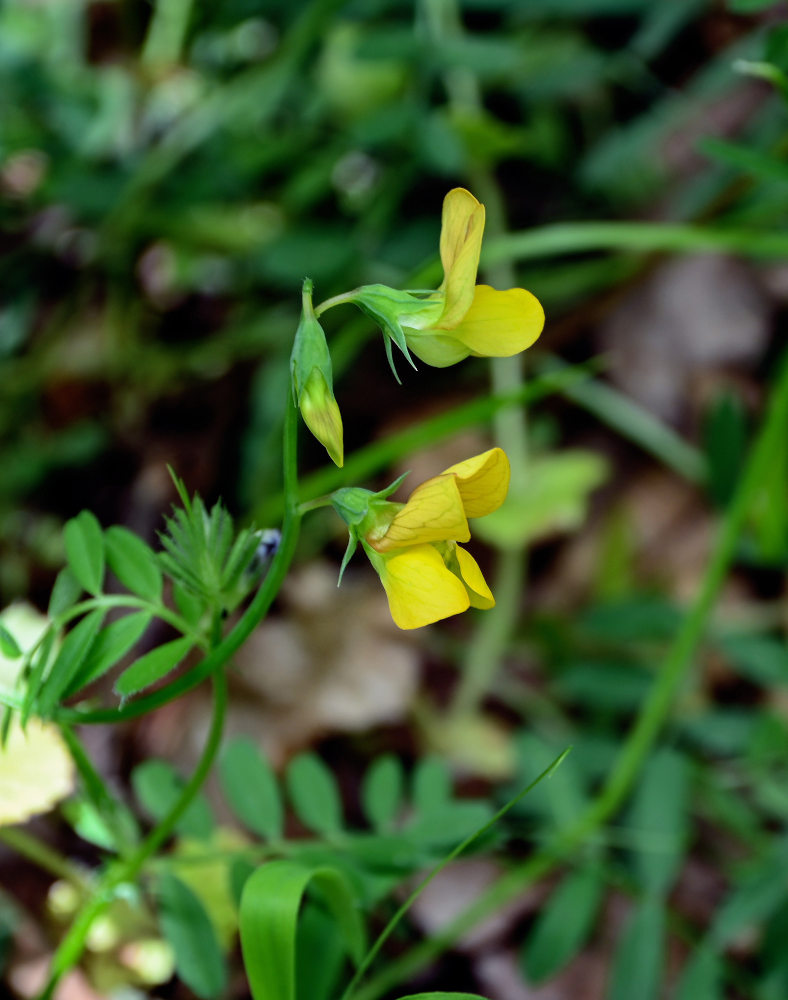 Image of Lathyrus annuus specimen.