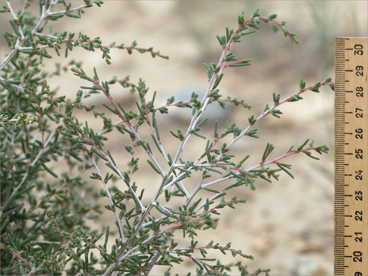 Изображение особи род Salsola.