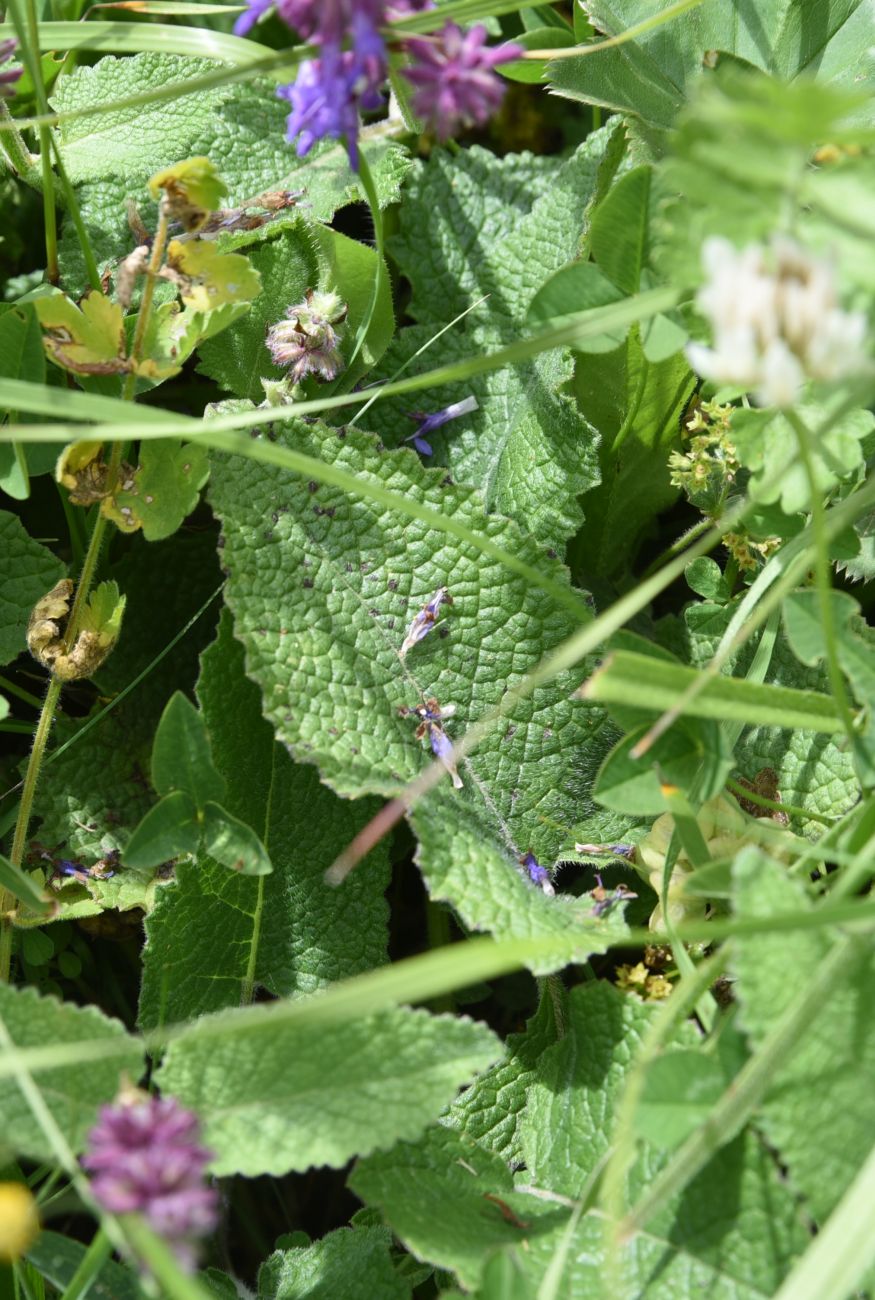 Image of Salvia verticillata specimen.