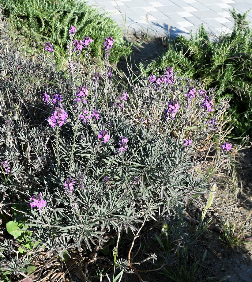 Image of Erysimum scoparium specimen.