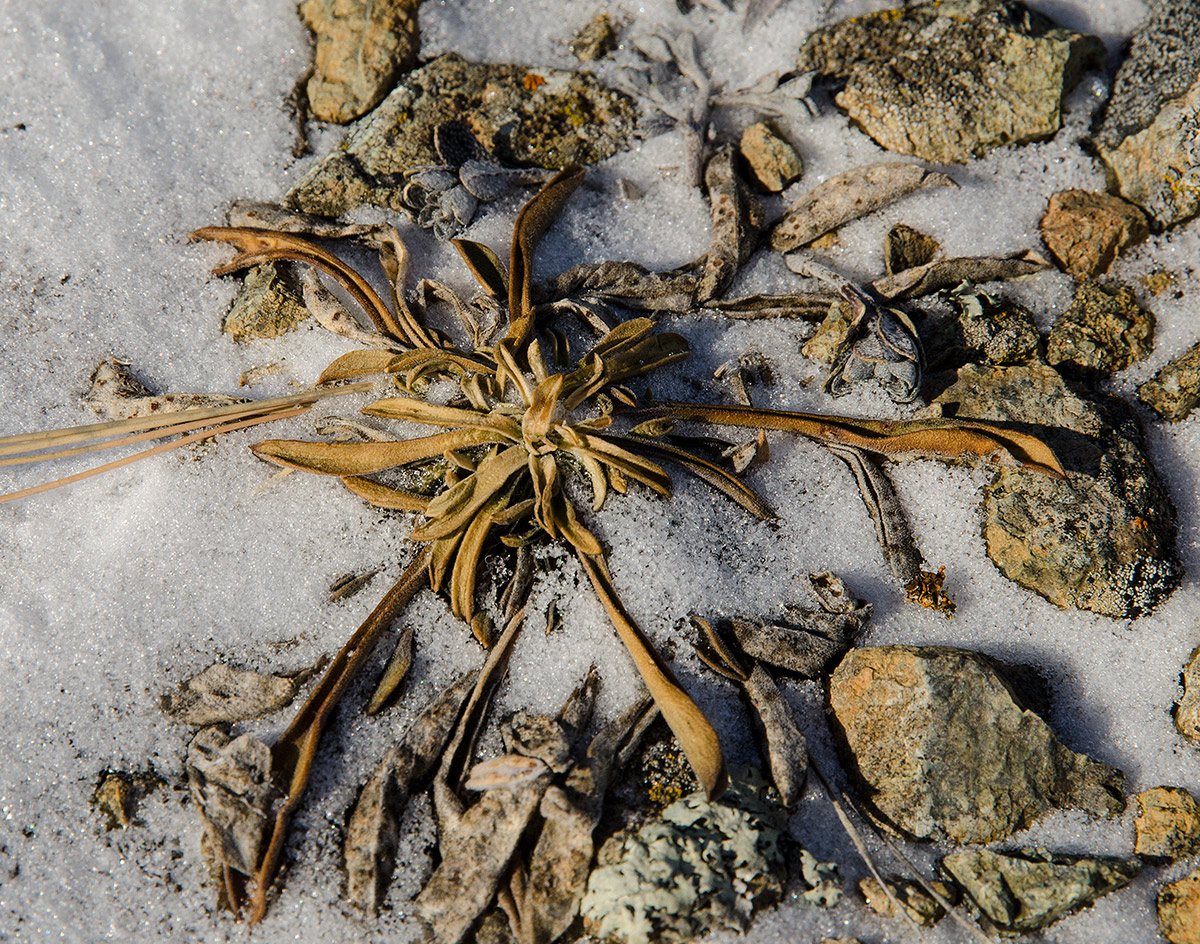 Изображение особи семейство Caryophyllaceae.