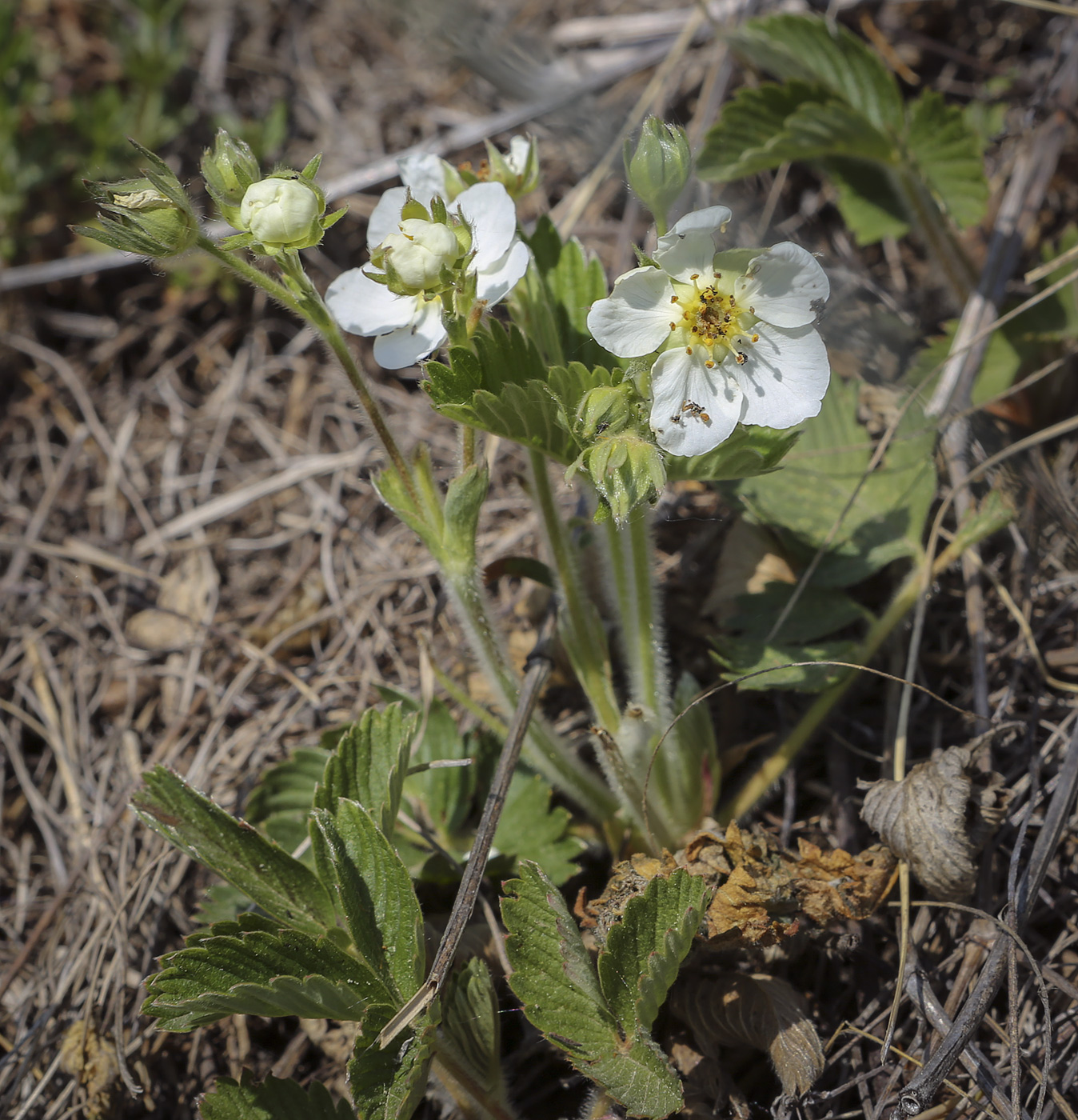 Изображение особи Fragaria viridis.