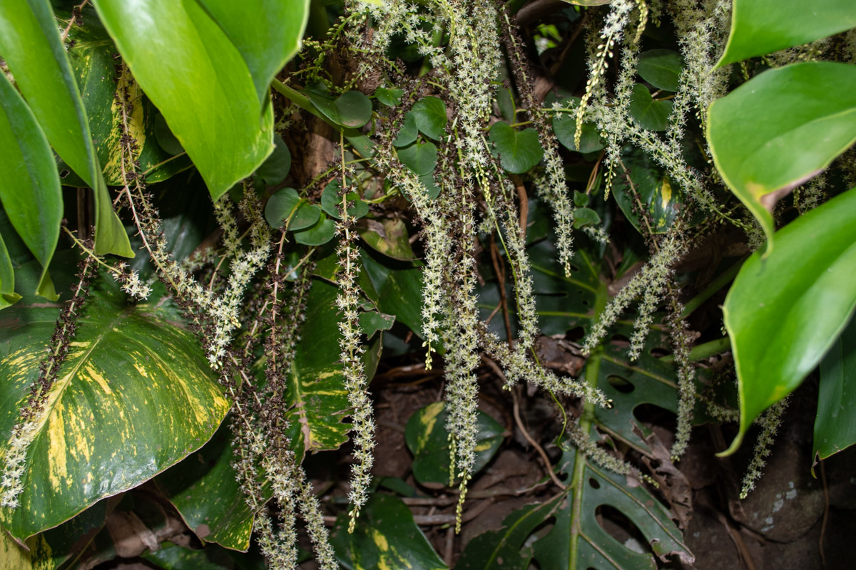 Image of Anredera cordifolia specimen.