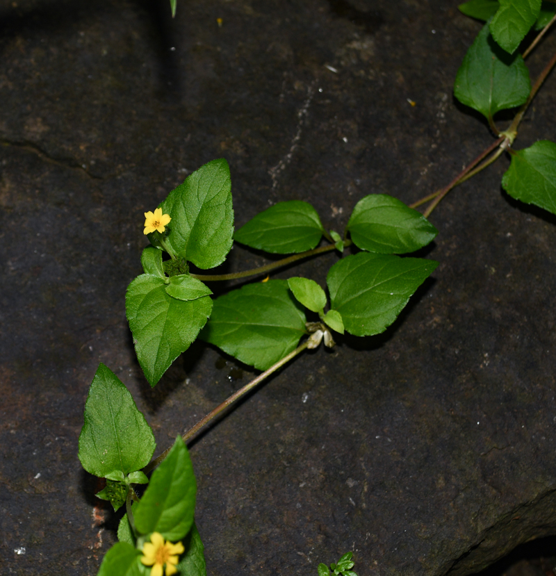 Image of Calyptocarpus vialis specimen.