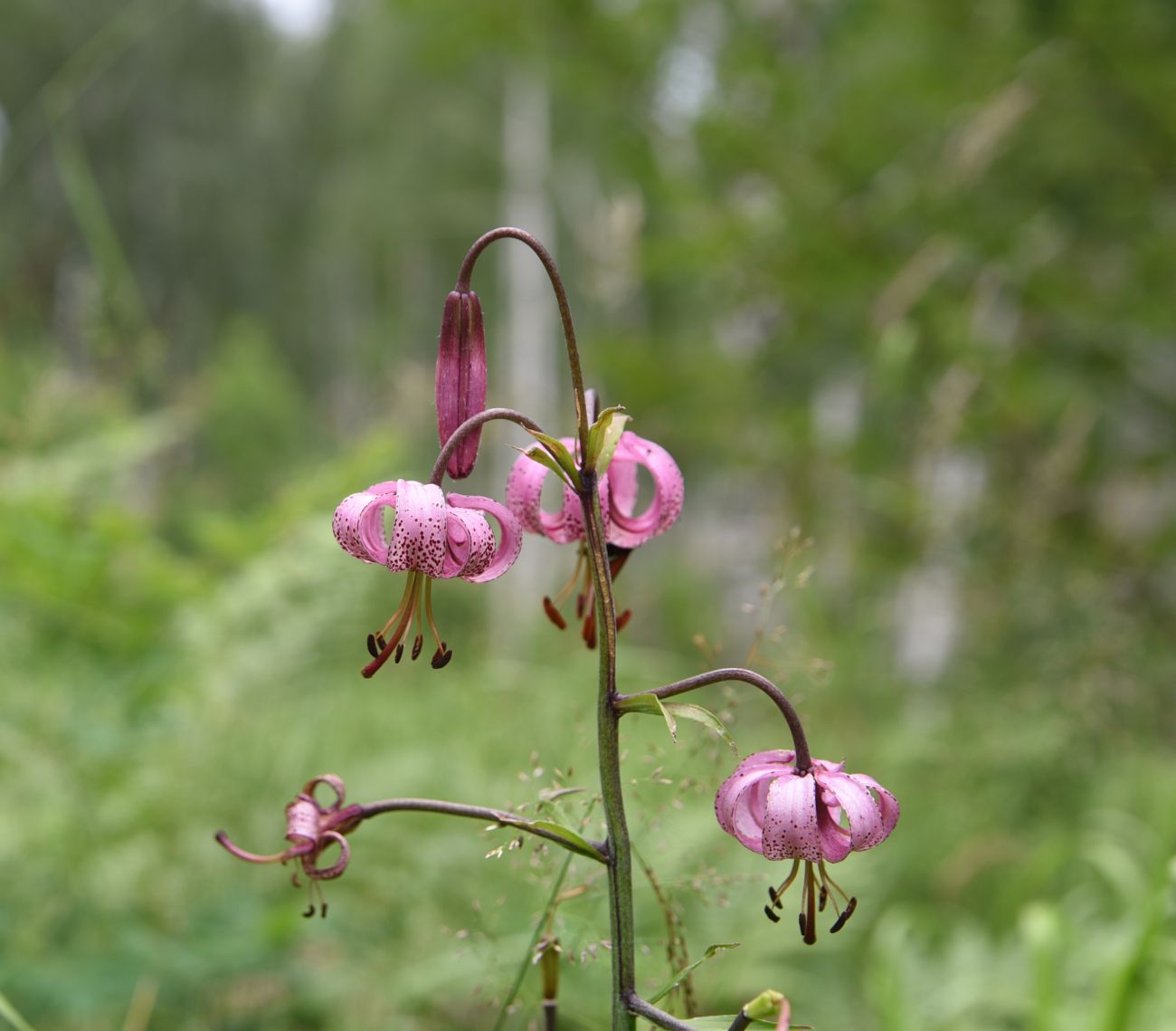 Изображение особи Lilium pilosiusculum.