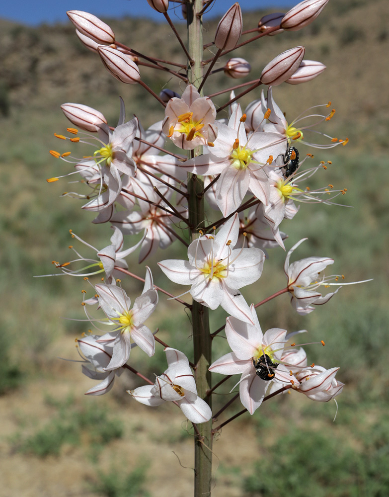 Изображение особи Eremurus olgae.