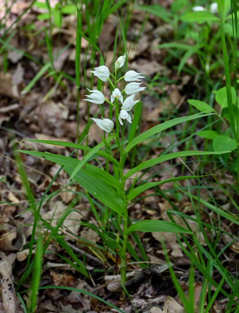 Image of Cephalanthera longifolia specimen.