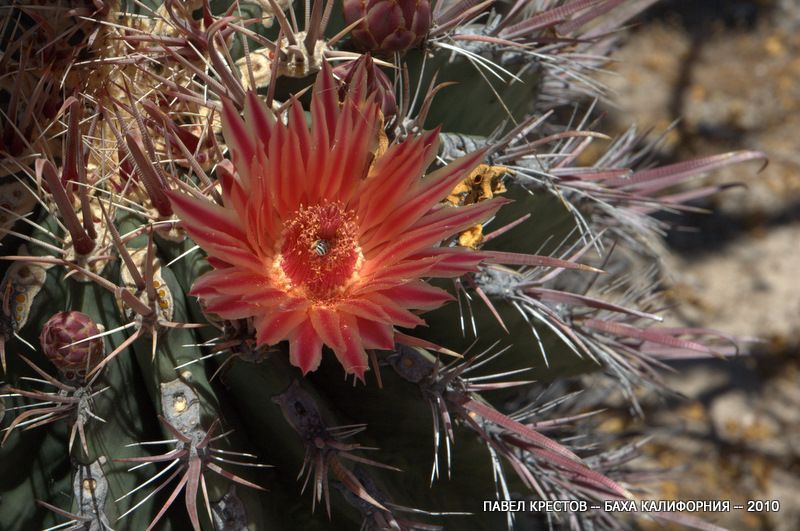 Image of Ferocactus peninsulae specimen.