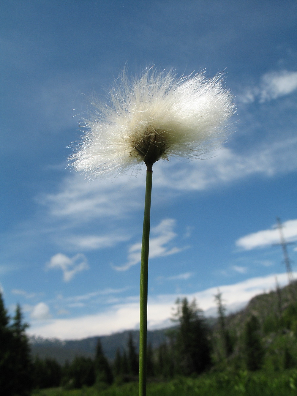 Изображение особи Eriophorum scheuchzeri.