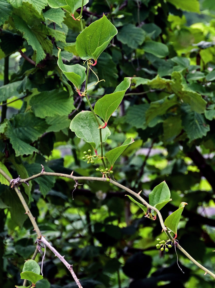 Image of Smilax excelsa specimen.