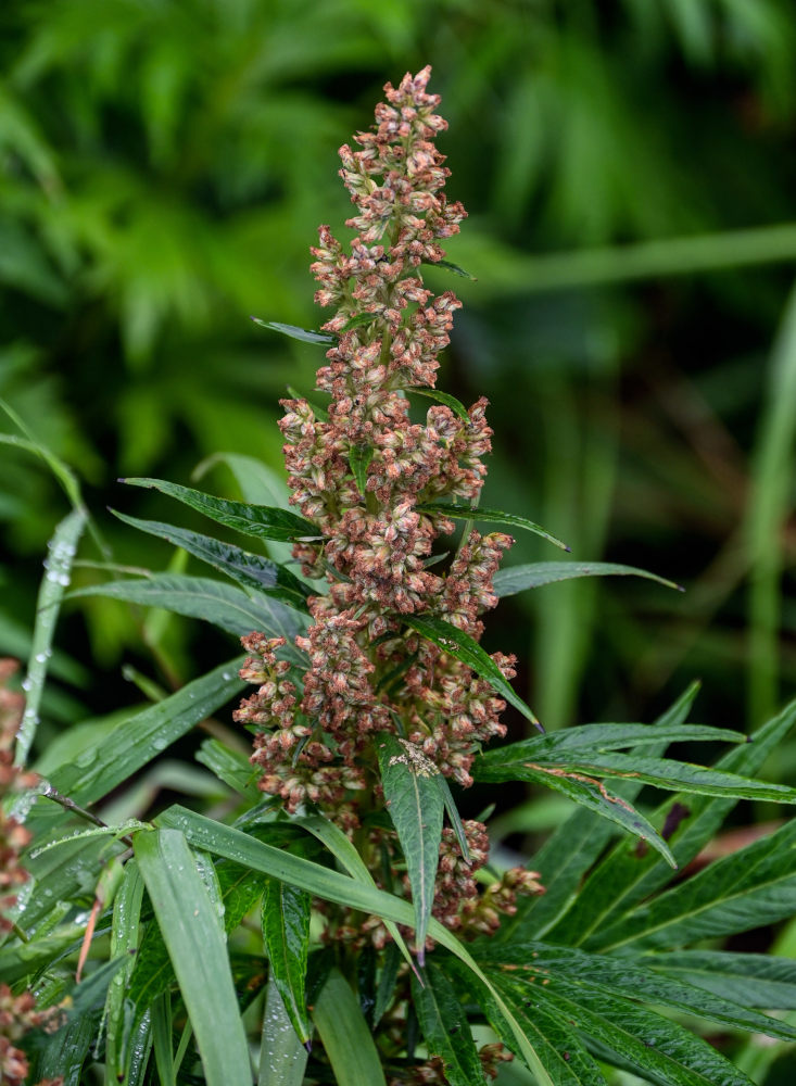 Изображение особи Artemisia opulenta.