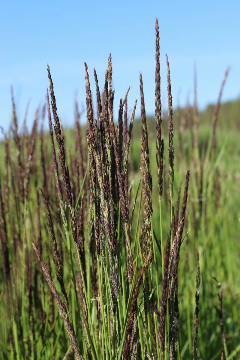 Image of Calamagrostis groenlandica specimen.