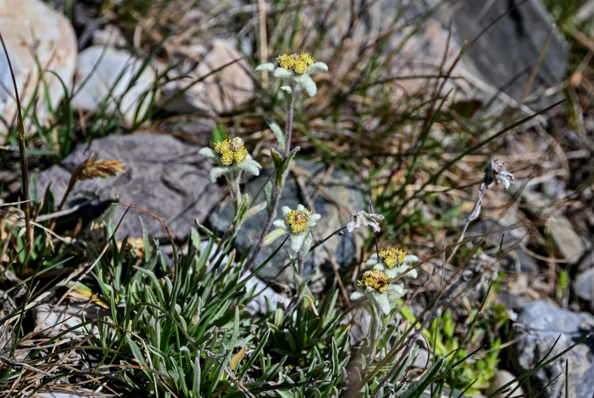 Image of genus Leontopodium specimen.