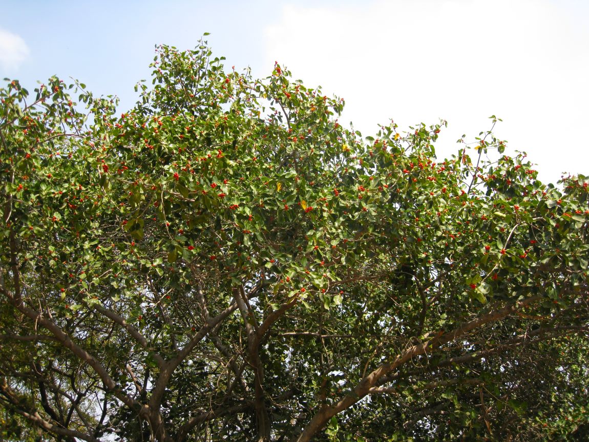 Изображение особи Ficus benghalensis.