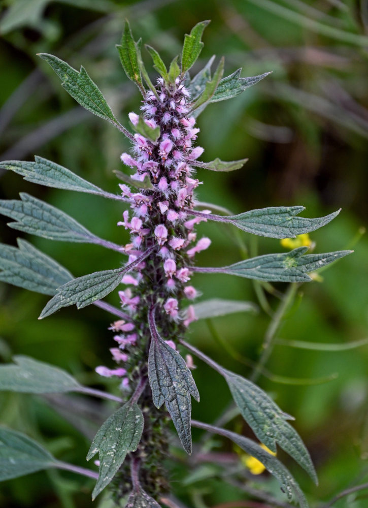 Изображение особи Leonurus quinquelobatus.