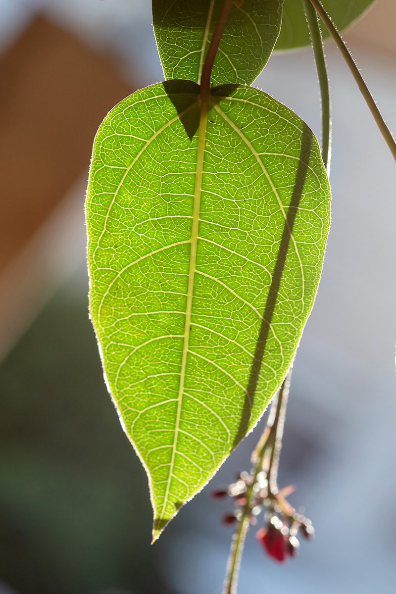 Изображение особи Jatropha integerrima.