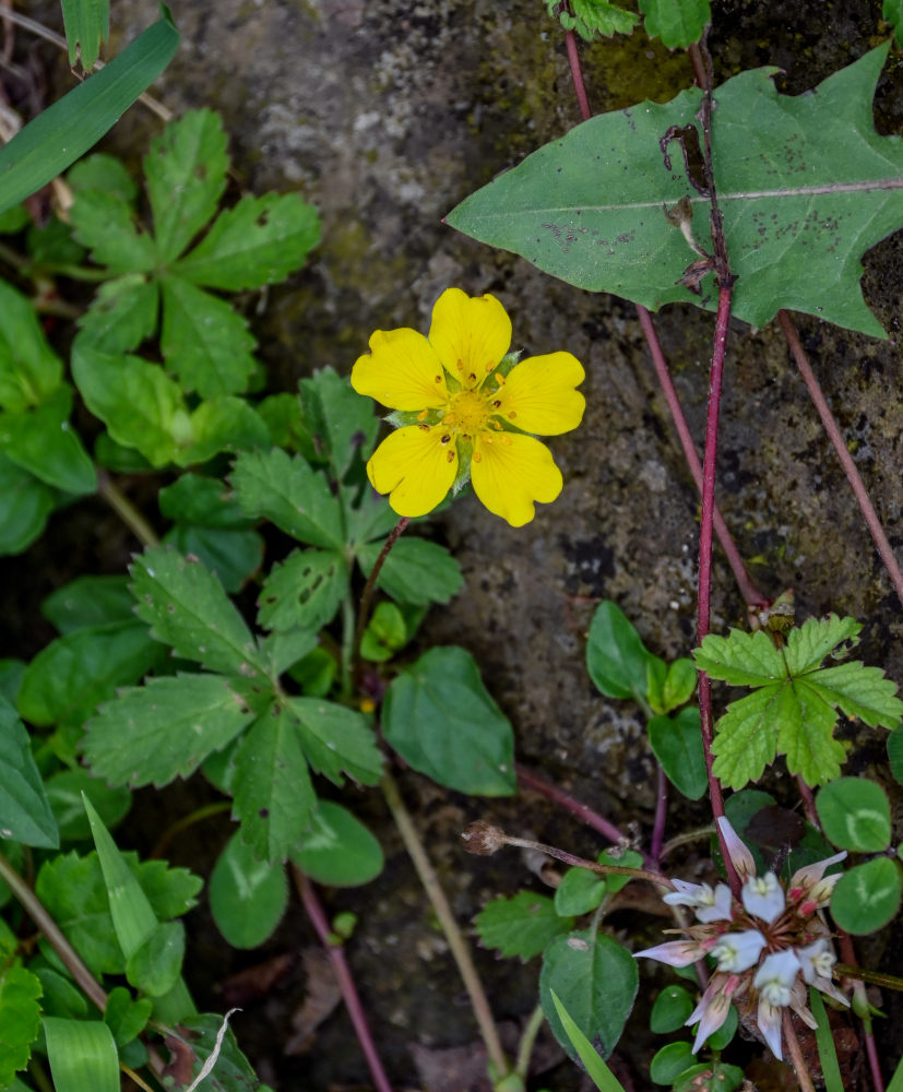 Image of Potentilla reptans specimen.