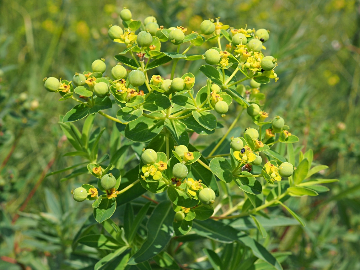 Изображение особи Euphorbia semivillosa.