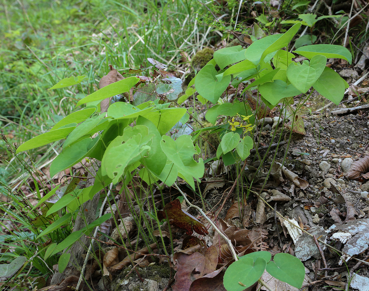 Image of Epimedium colchicum specimen.