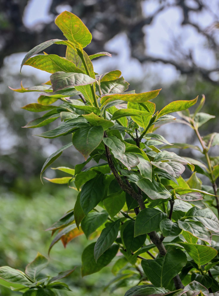 Изображение особи род Euonymus.