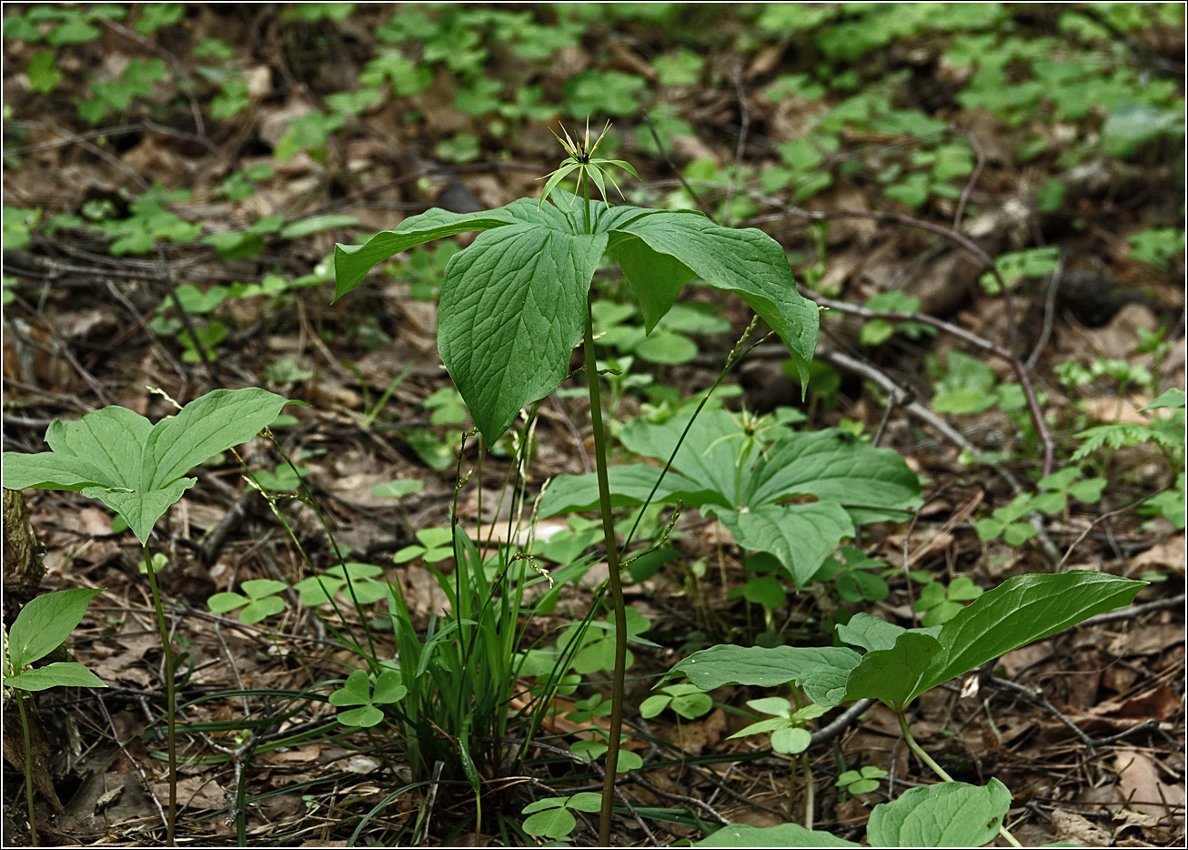 Изображение особи Paris quadrifolia.