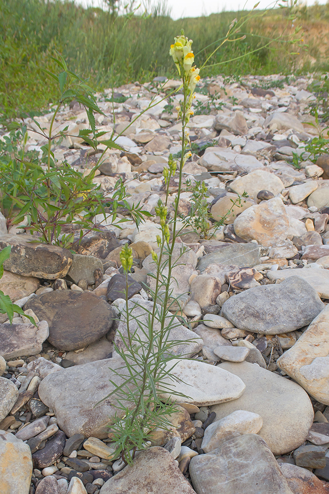 Image of Linaria vulgaris specimen.