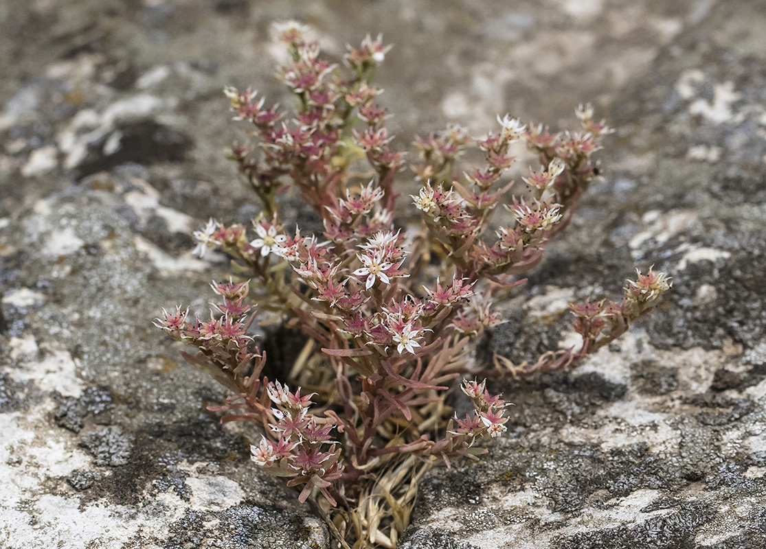 Image of Sedum hispanicum specimen.