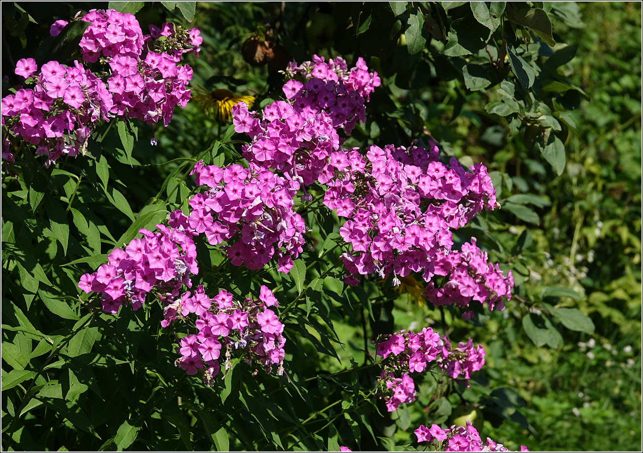 Изображение особи Phlox paniculata.